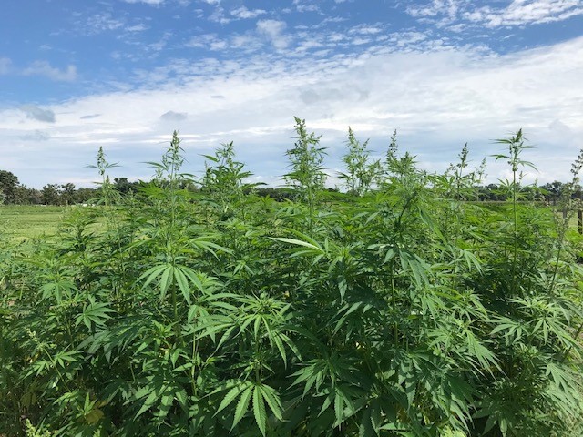 Hemp plants such as these will be the subject of undergraduate research due to a NSF grant.