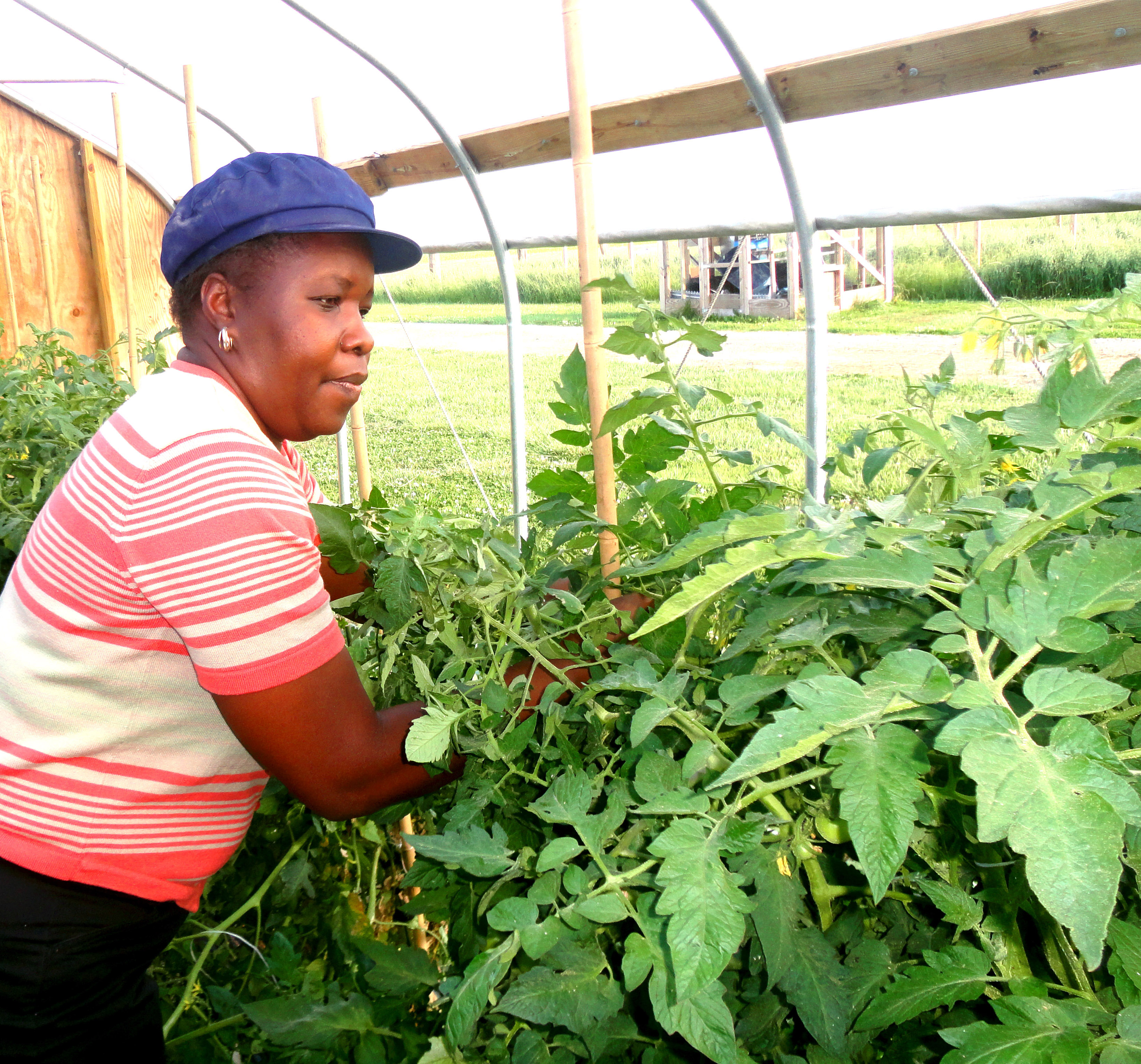 Dr. Rose Ogutu tends tomatoes in high tunnel at DSU Outreach and Research Center.