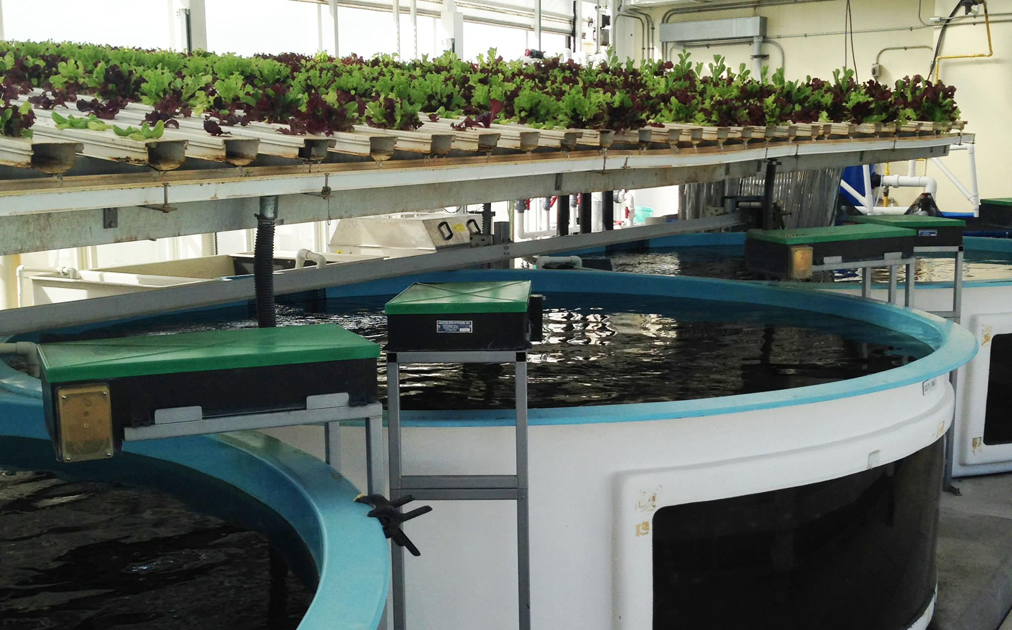 Aquaponics system