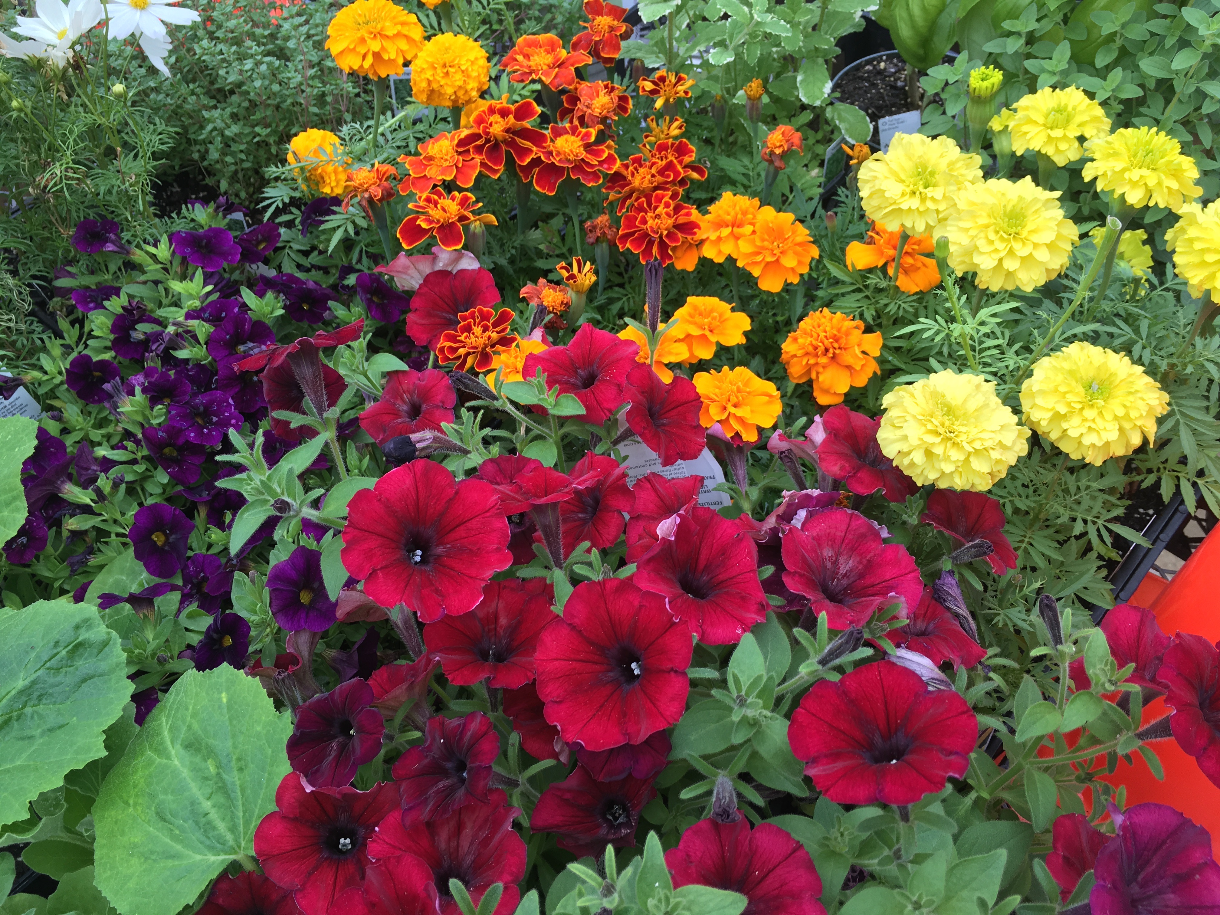 Plants grown in the DSU Greenhouse