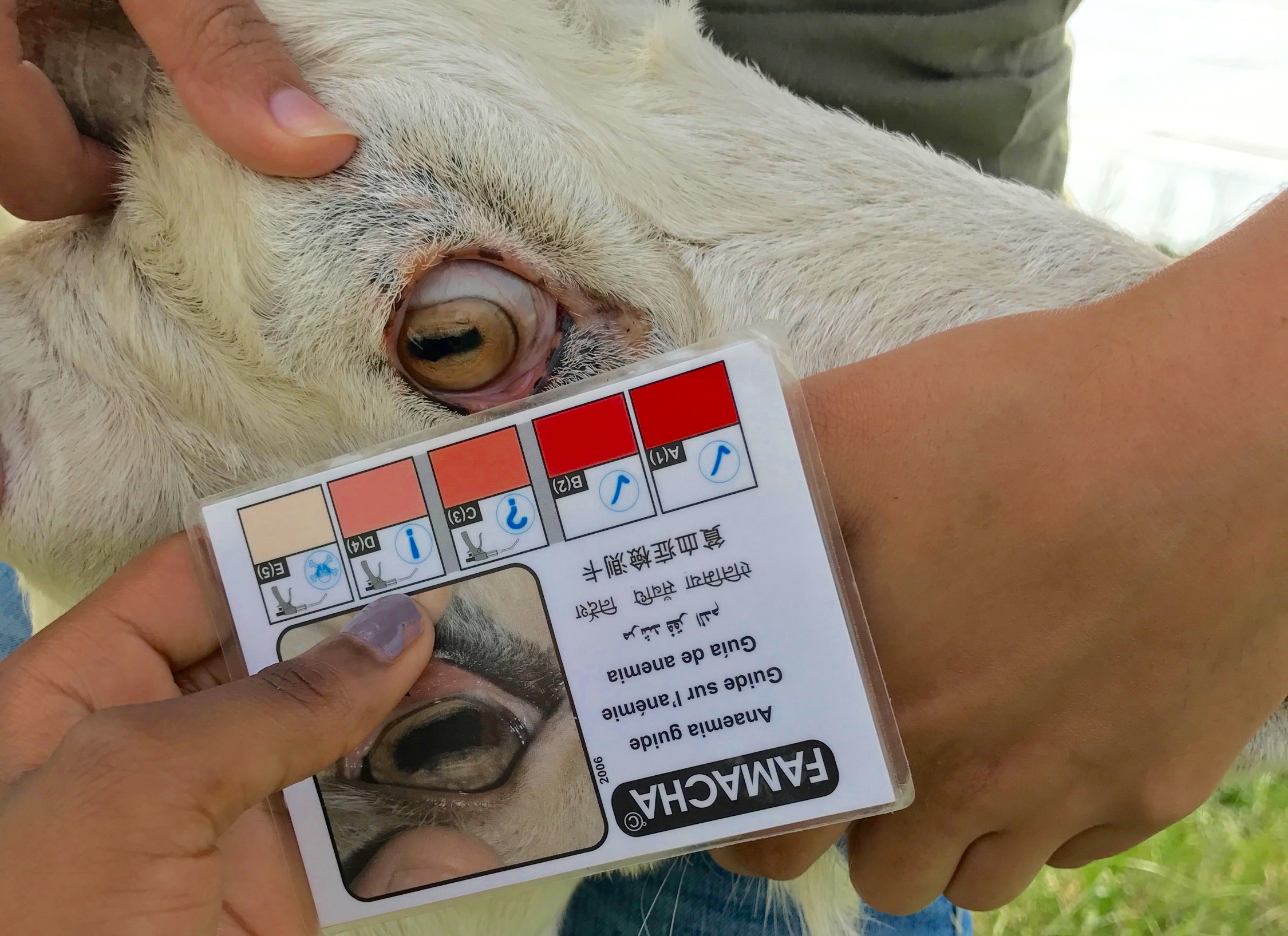 Students at DSU's Hickory Hill Farm use the FAMACHA© score card. 