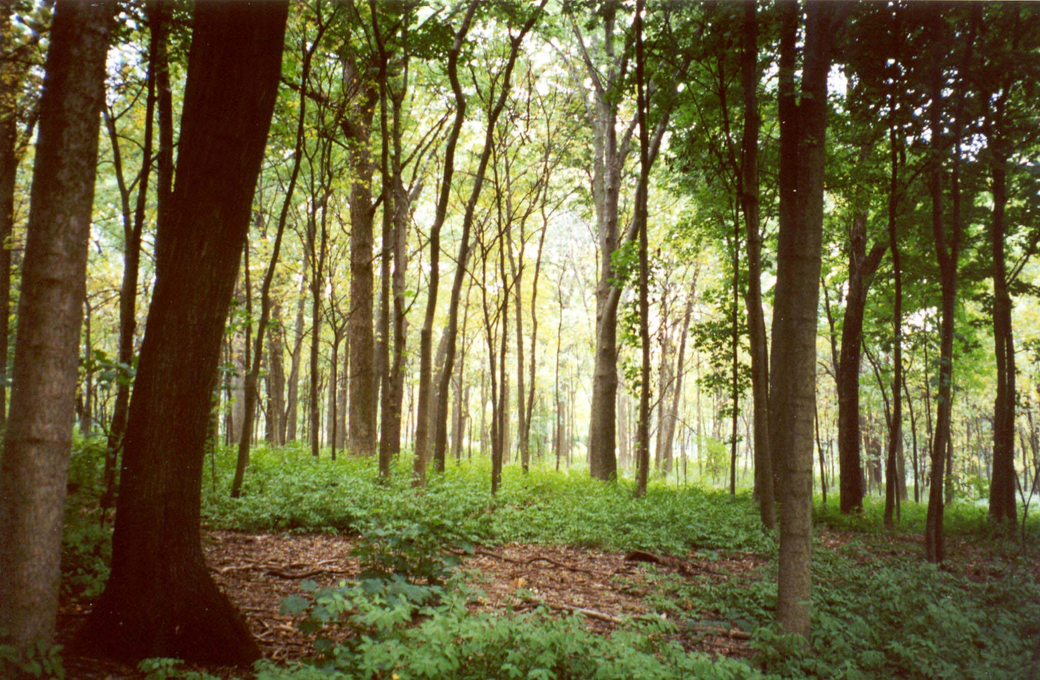 Woodland trees