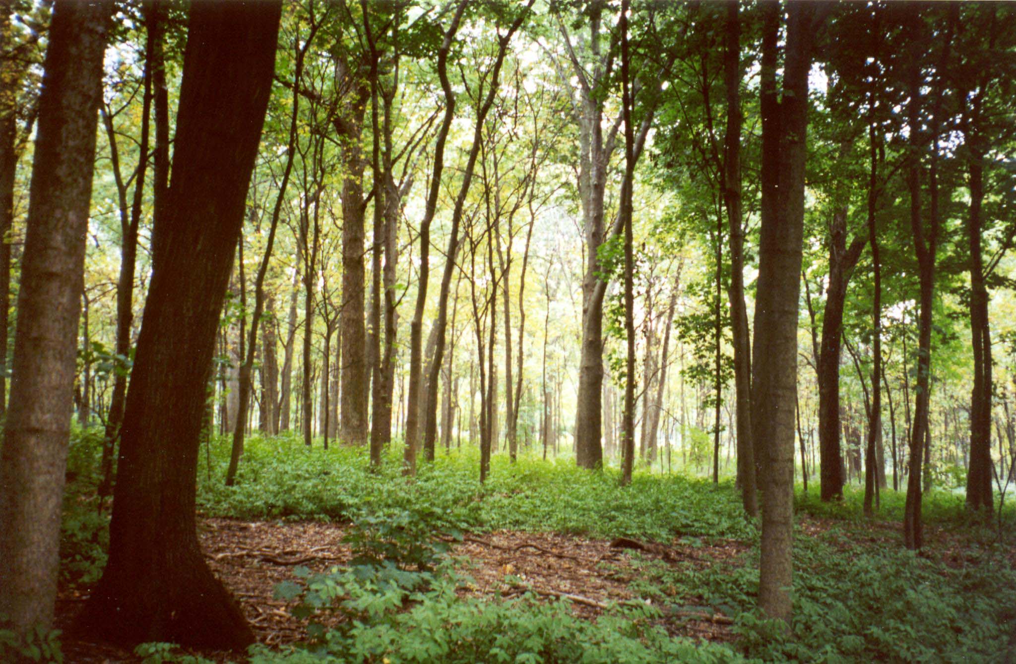 Woodland trees
