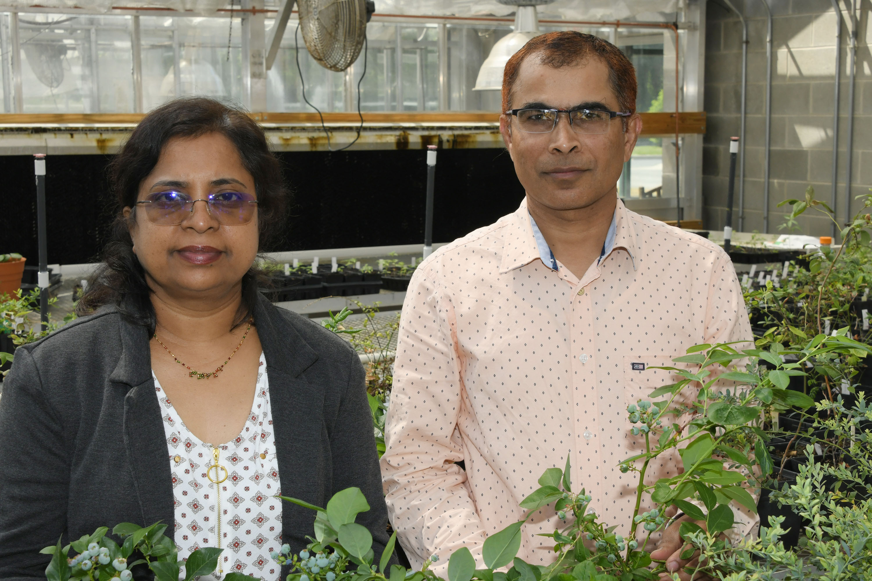 (L-r) Drs. Kalpalatha Malmaiee and Krishnanand Kulkami are engaged in complimentary blueberry research projects.