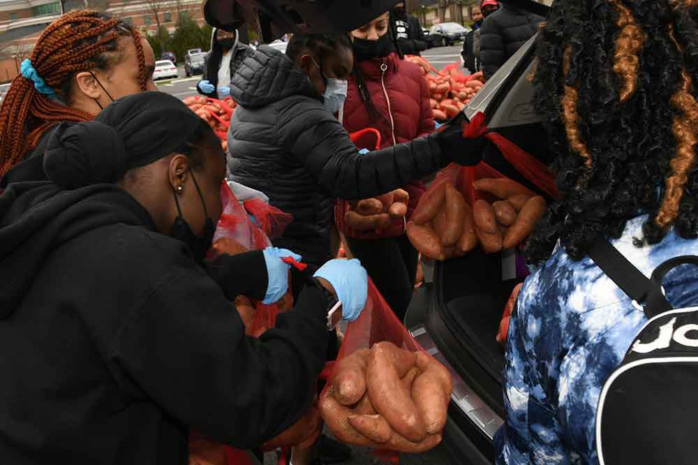 Del State student load up a community member vehicle with sweet potatoes.