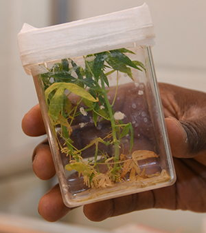 The Cassava plant.