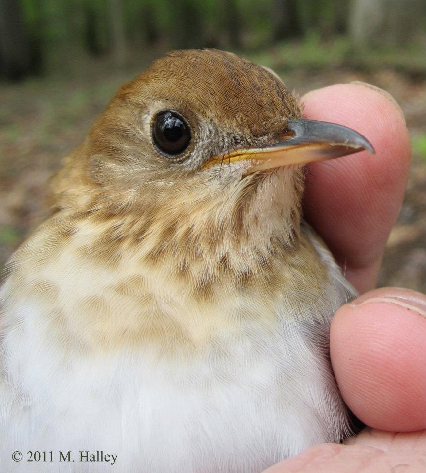 A Veery songbird.