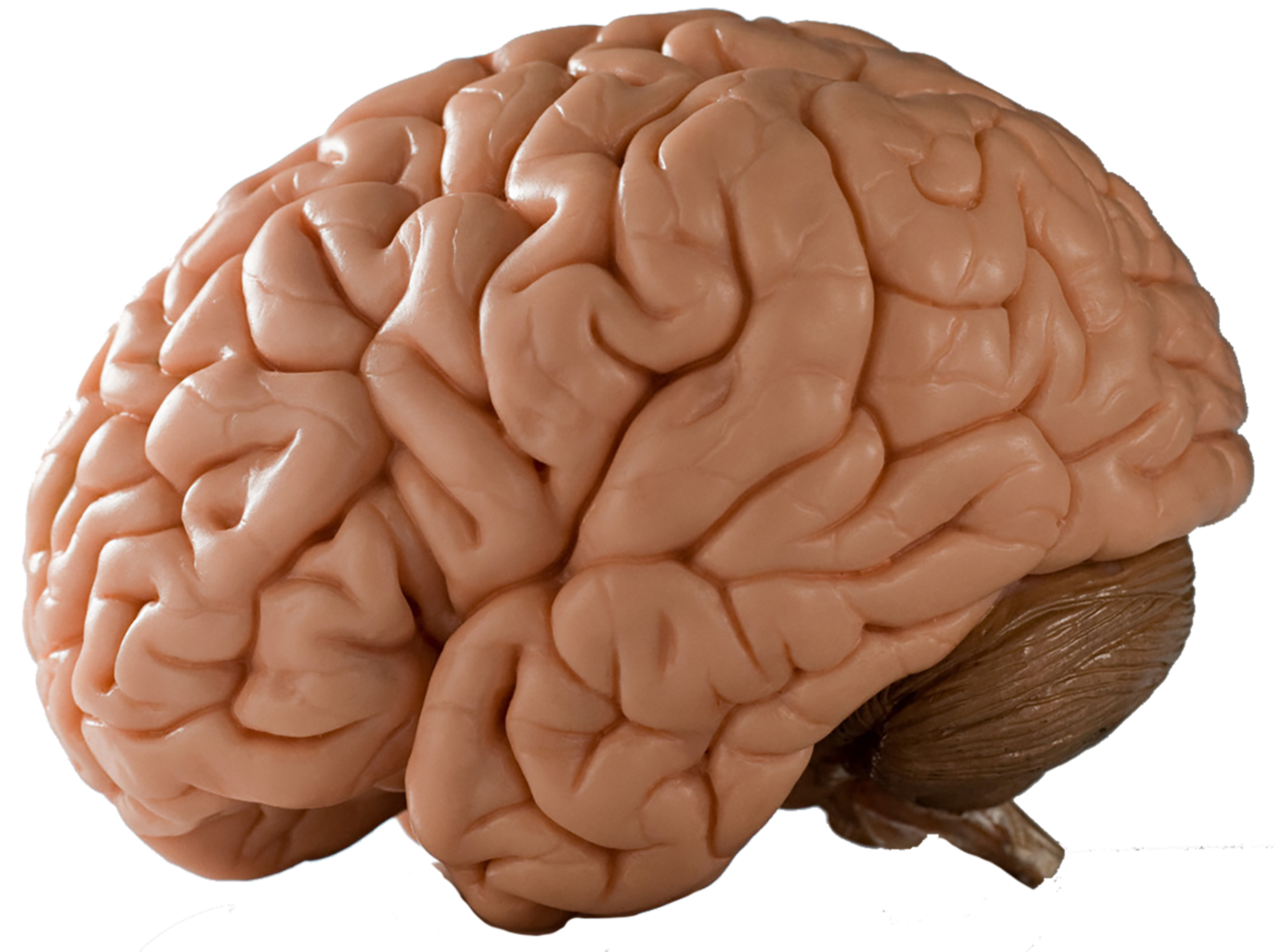 Summer Undergraduate Research Experience in Neuroscience