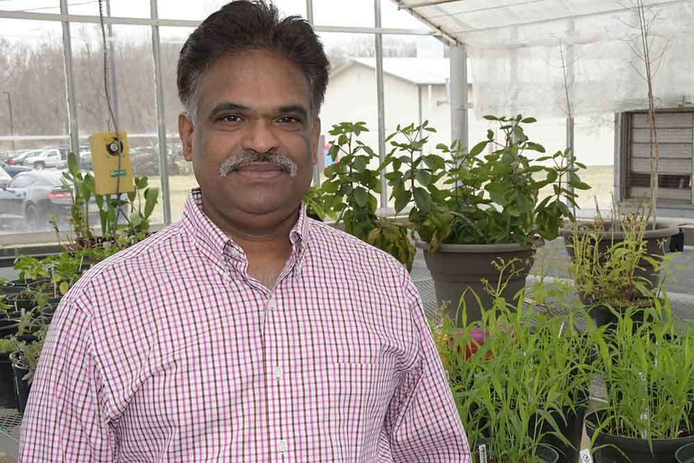 Dr. Sathya Elavarthi, associate professor of applied agriculture science, is spearheading the University's newest investigatory pursuit -- hemp cultivation research