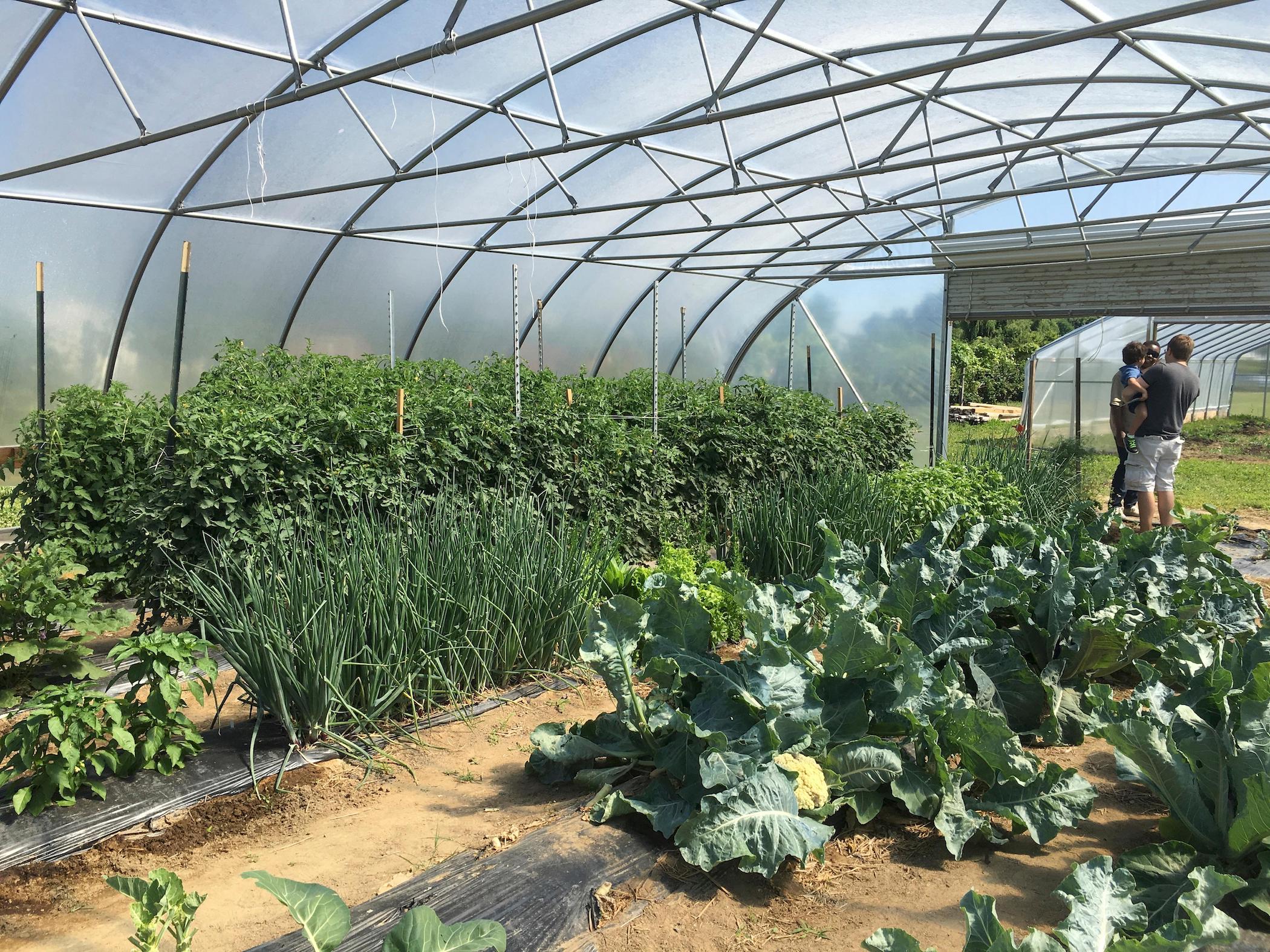 High tunnel for crop growing season extension, DSU Outreach and Research Center, Smyrna, DE.