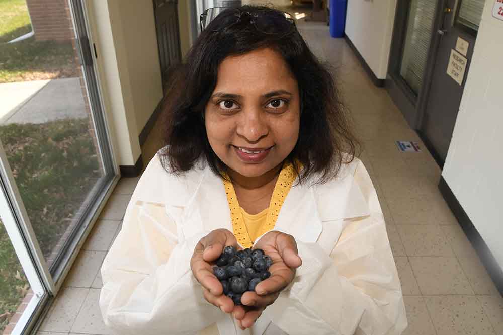 Dr. Melmaiee leads blueberry research team