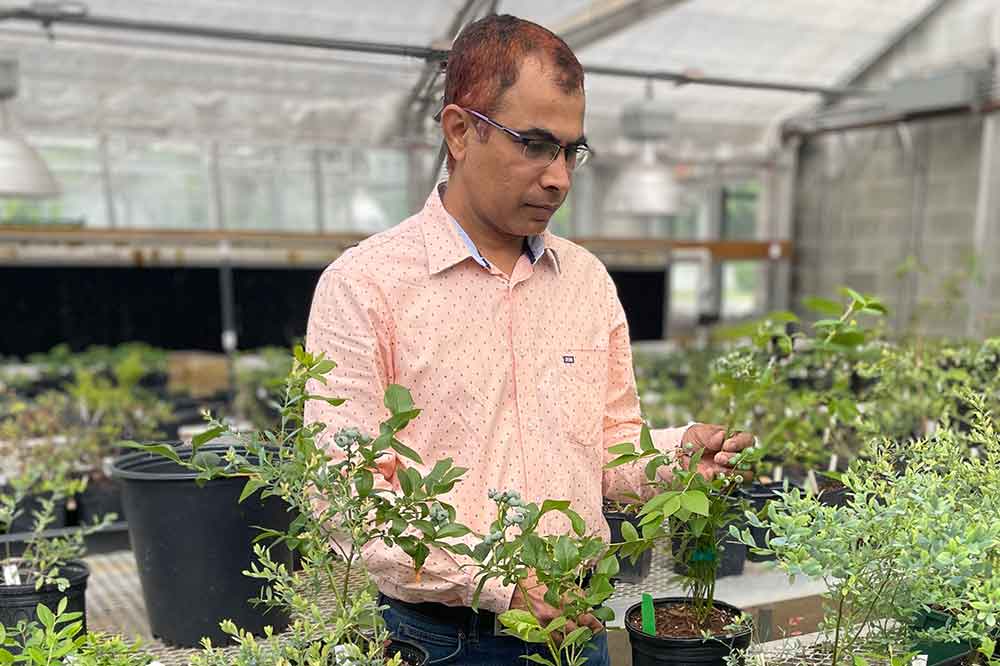 Dr. Krishnanand Kulkarni is doing grant-funded research on how the genetics underlying how blueberry plants respond to high-temperature stress tolerance and how the genetic information can help blueberry researchers and farmers to maximize fruit yields under warmer climate scenario.