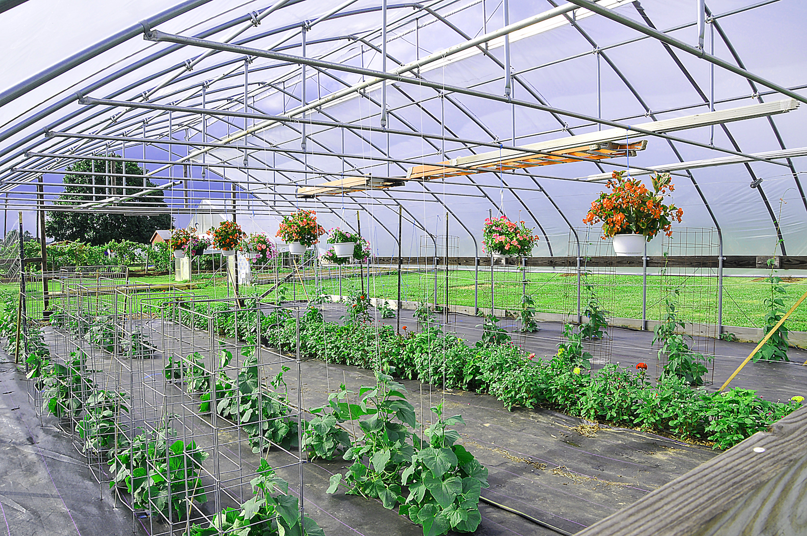 High tunnels, like this one at DSU's Outreach and Research Center, help agriculture producers apply precise treatments to and extend the growing season for crops. Artificial intelligence further optimizes crop growth by providing farmers with real-time data for planning purposes.