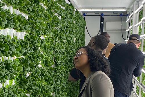 Extension Cable lead story: Visitors admire lettuce growing in the DSU Vertical Farm.