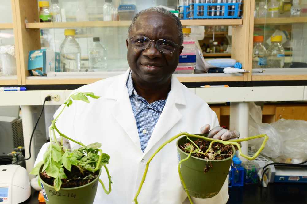 Dr. Vincent Fondong, Professor of Biological Science, has received a $1.13 million USDA research grant to study a particular protein of a virus that adversely impacts potato plants, such as the two potted ones he is holding.