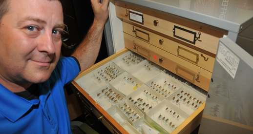 DSU Dr. Christopher Heckscher Discovers New Species of Firefly