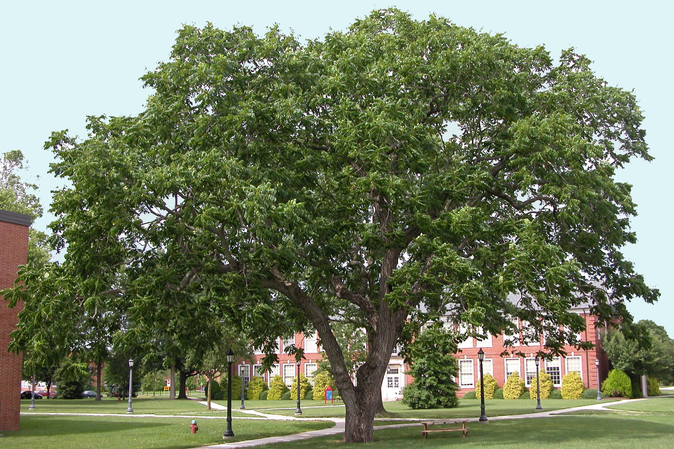 Juglans nigra: Black Walnut