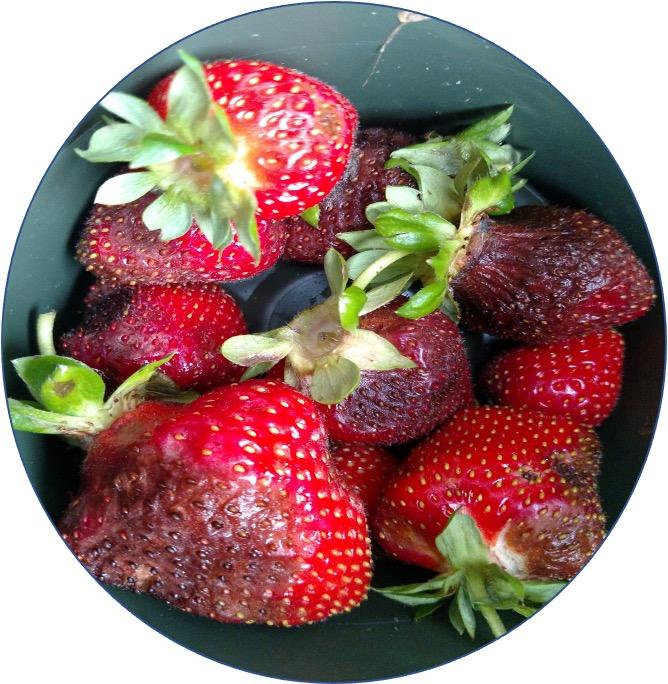 USDA grant funds University strawberry research Delaware State University