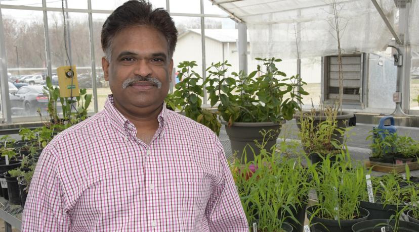<p>Dr. Sathya Elavarthi, associate professor of applied agriculture science, is spearheading the University&#039;s newest investigatory pursuit -- hemp cultivation research</p>

